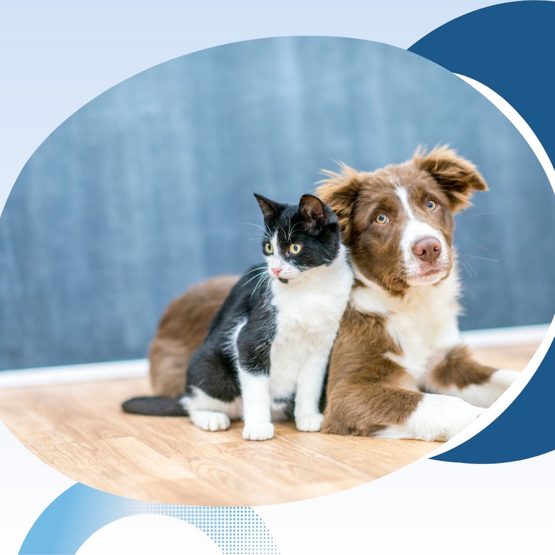 Pet Trusts – How to Ensure Your Pet is Protected After You’re Gone